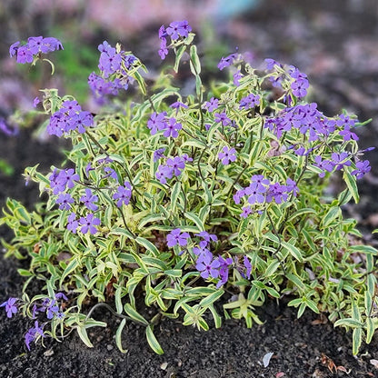 Blue Ribbons Woodland Phlox