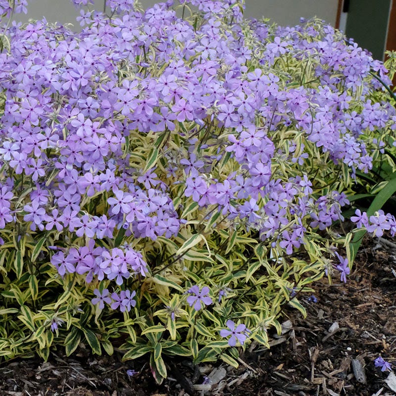 Blue Ribbons Woodland Phlox - Thumbnail 3