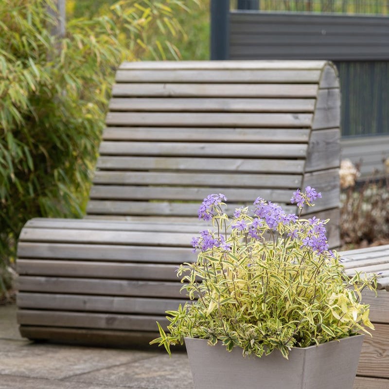 Blue Ribbons Woodland Phlox