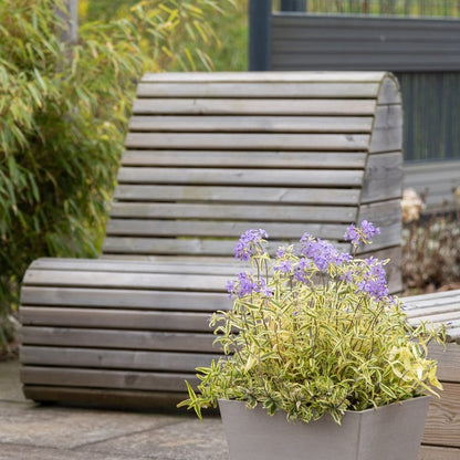 Blue Ribbons Woodland Phlox