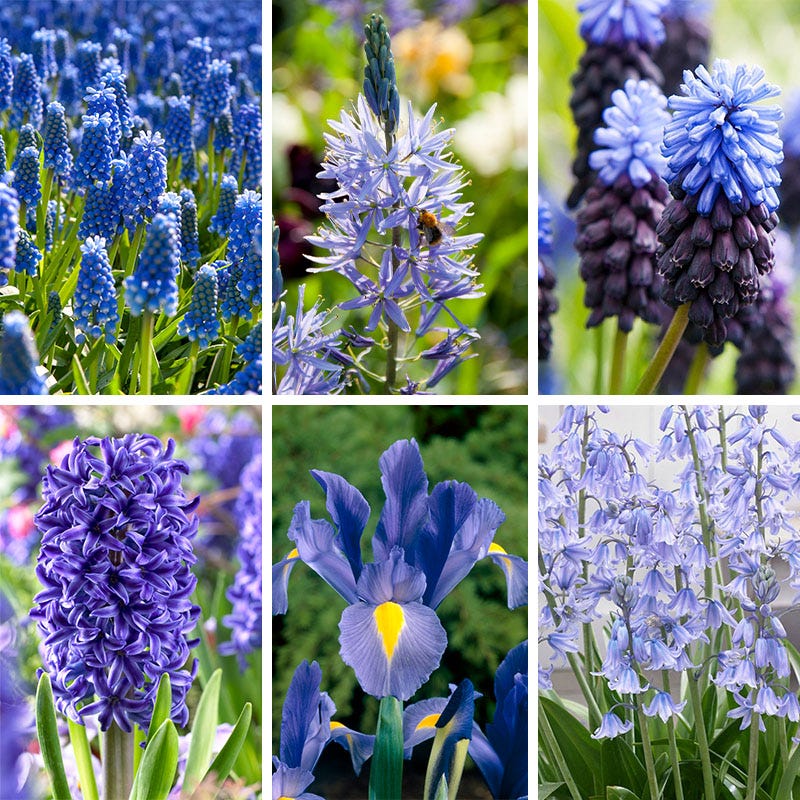 Blue River Bulb Collection