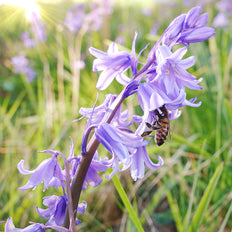 Fall-Planted Bulbs For Shade