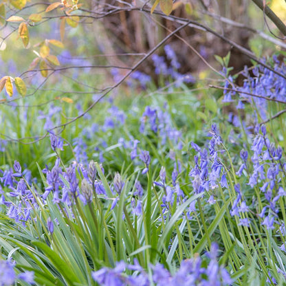 Blue Spanish Bluebells