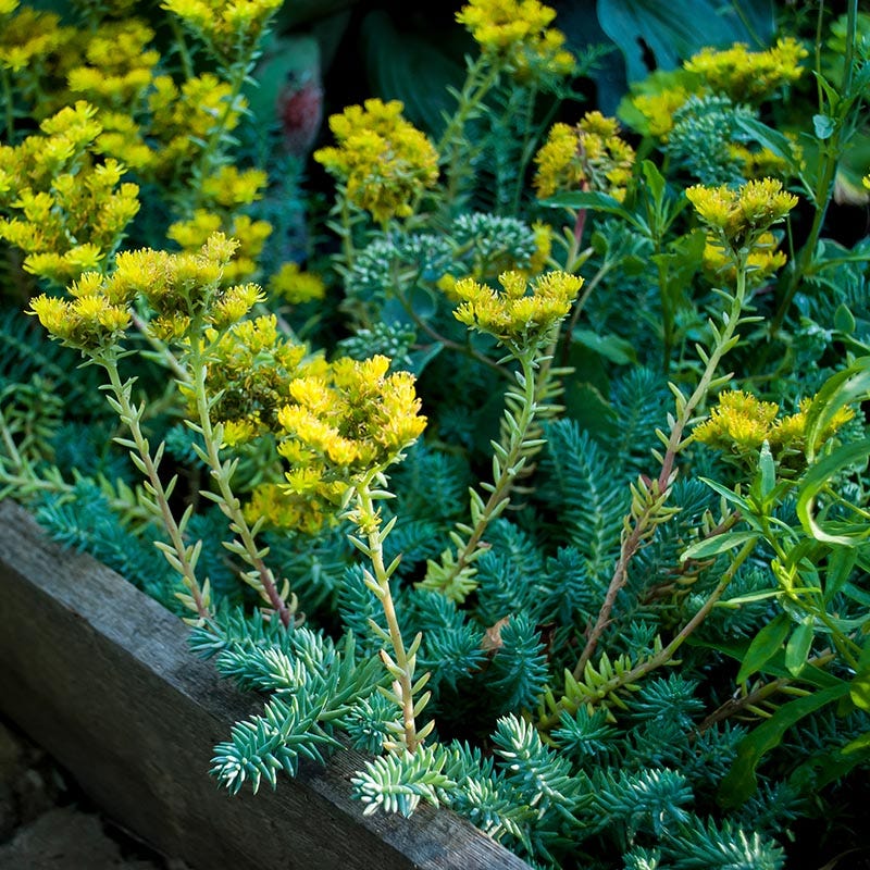 Pollinator Friendly Groundcover Collection