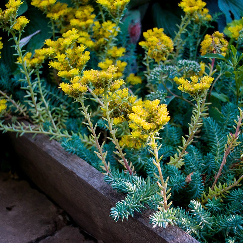 Blue Spruce Sedum