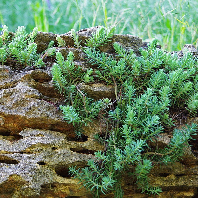 blue spruce stonecrop succulent Blue Spruce Sedum | Yellow | Plant