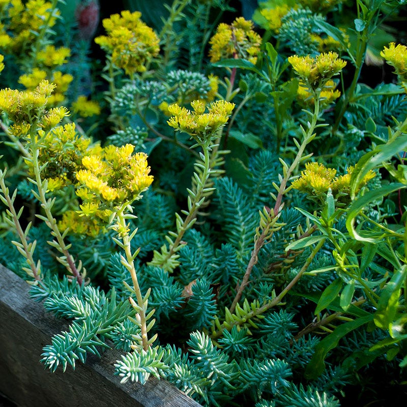 Fizzy Pop Low Grow Plant Collection