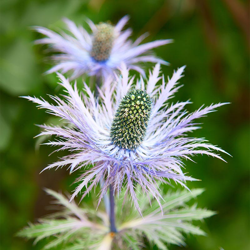 Blue Star Sea Holly