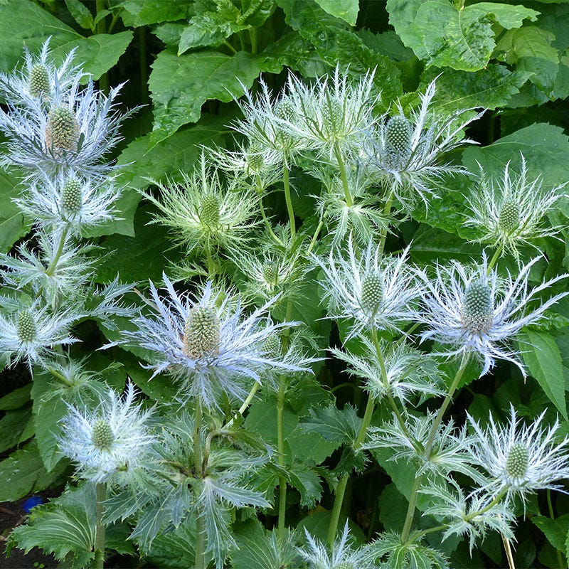 Blue Star Sea Holly