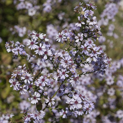 Blue Wood Aster