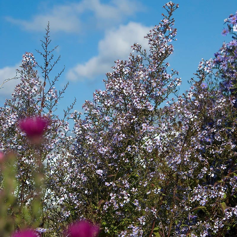 Blue Wood Aster