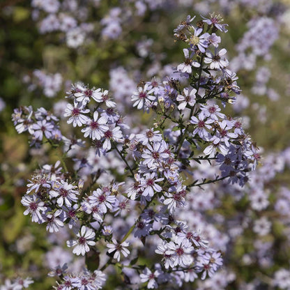 Ecoregion Native Plant Collection - Central USA Plains