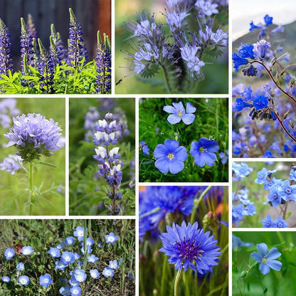 blue seed plant Blue Wildflower Seed Mix