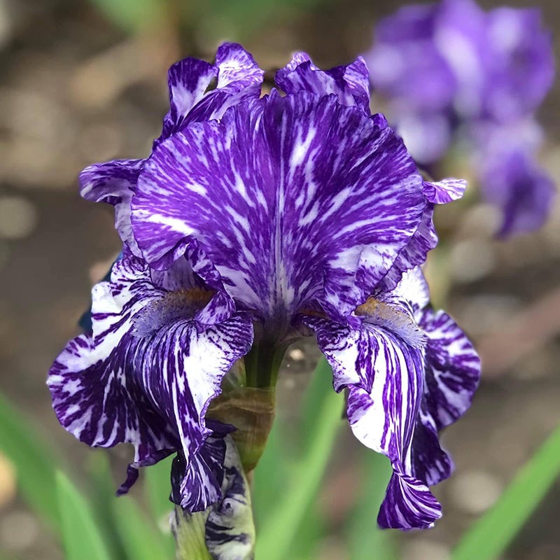 Blueberry Filly Bearded Iris