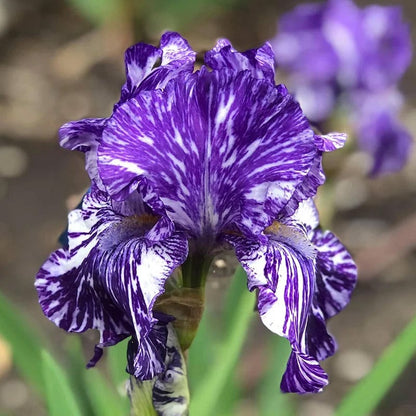Northern Lights Bearded Iris Collection