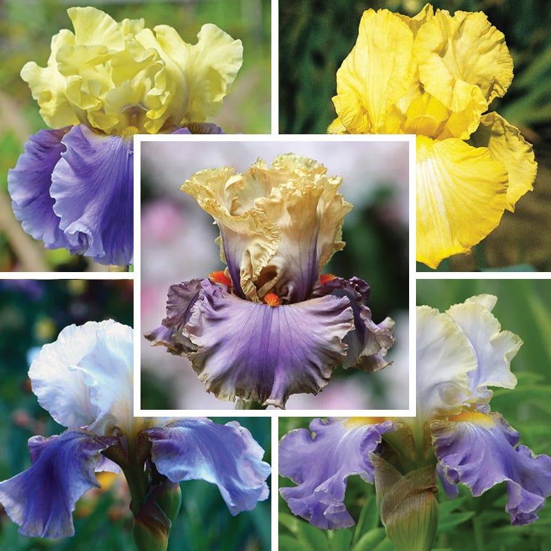 Blueberry Lemonade Bearded Iris Collection