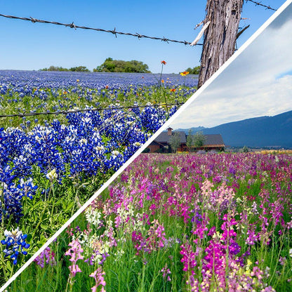 Texas Bluebonnet & Baby Snapdragon Seed Combo