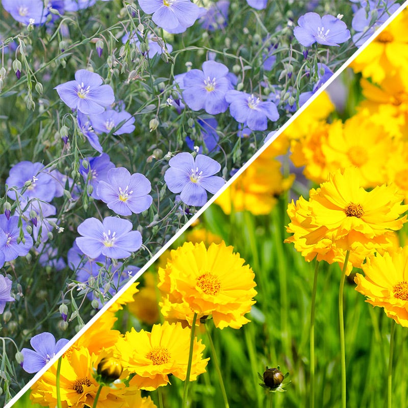 Lanceleaf Coreopsis & Blue Flax Seed Combo