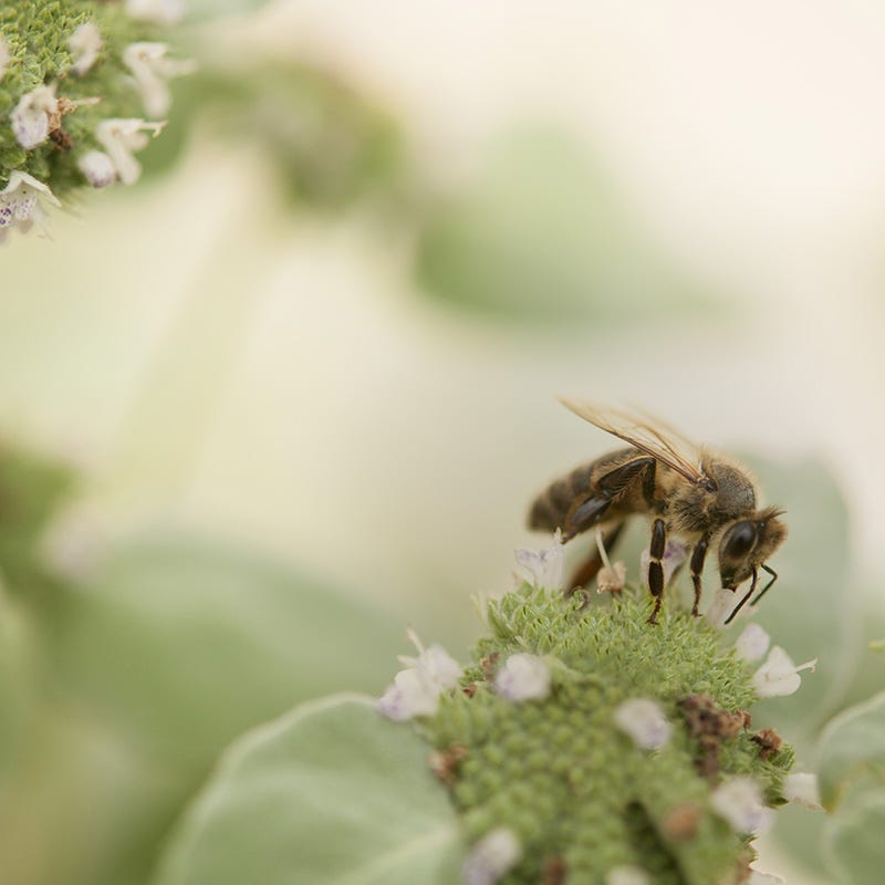 Blunt Mountain Mint