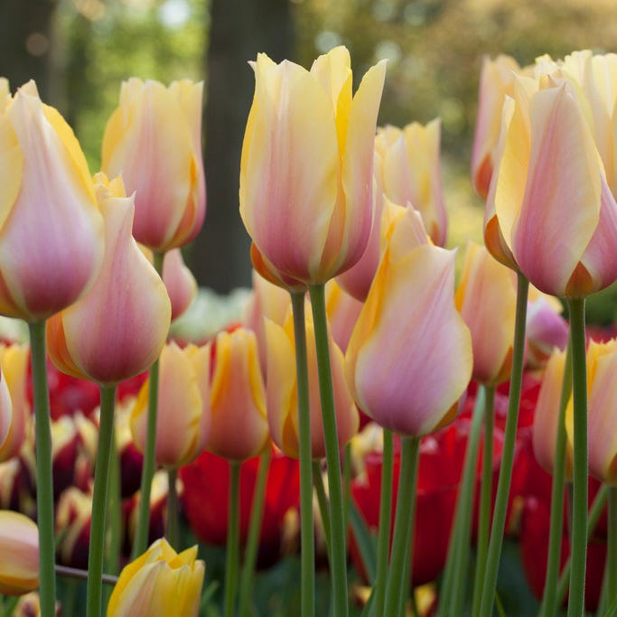 Spring Romance Bulb Collection