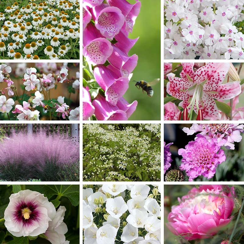 Blushing Cottage Garden Plant Collection - Thumbnail 2