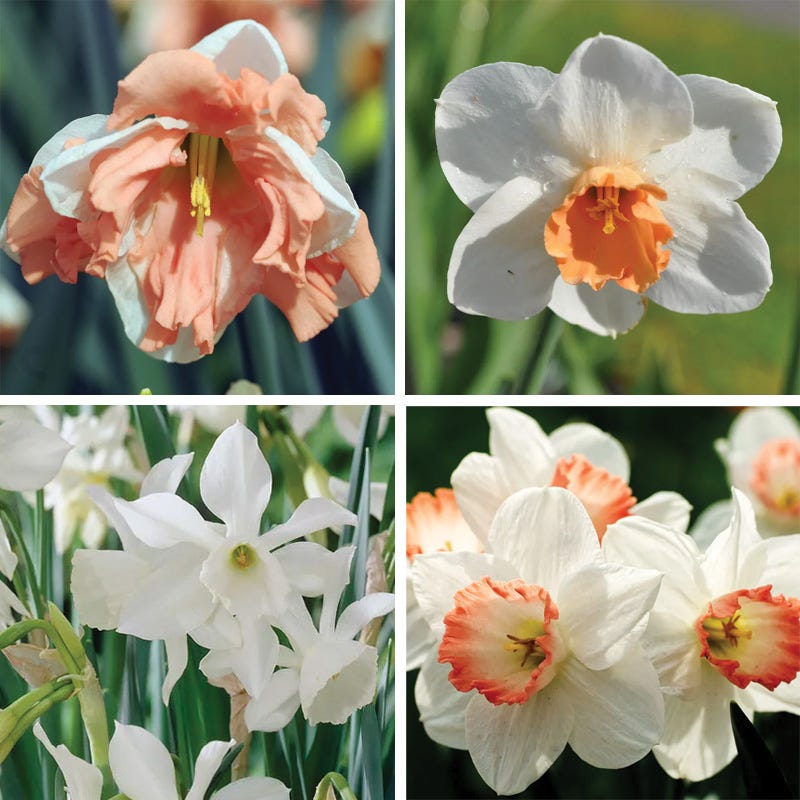Blushing Daffodil Flower Bulb Collection