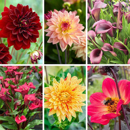 Boho Bouquet Bulb Collection