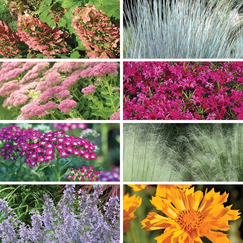 Bold Beauty Curb Appeal Pre-Planned Garden