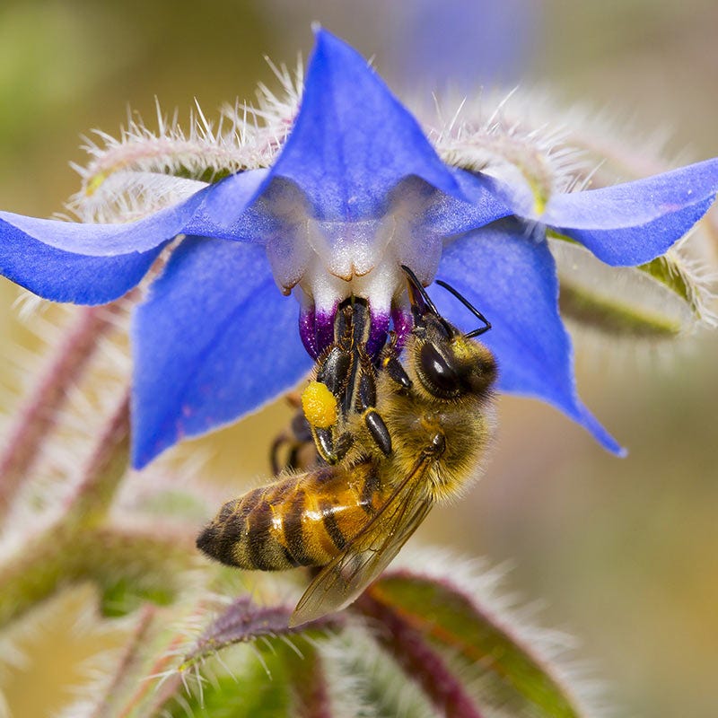 best flower seeds for bees Feed The Bees Bloom Booster Seed Packet Set