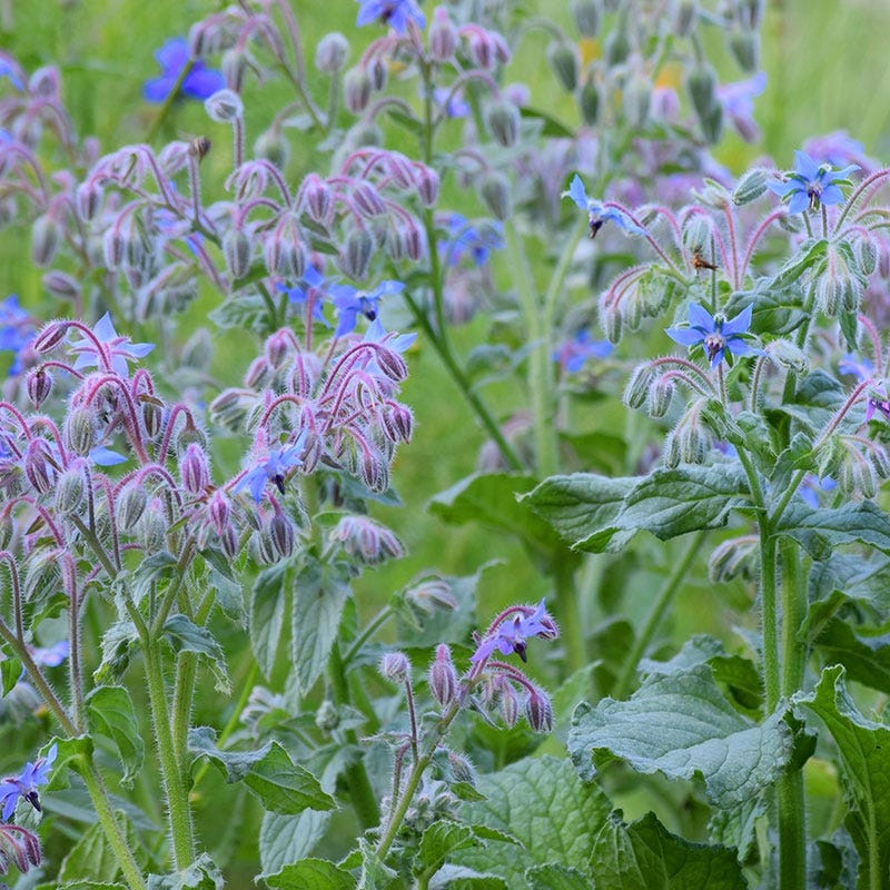 plant borage seeds Borage Seeds | Blue