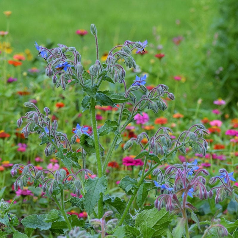 borage flower seeds Borage Seeds | Blue