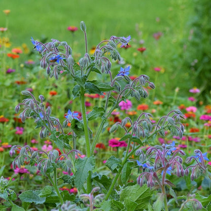 Borage Seeds