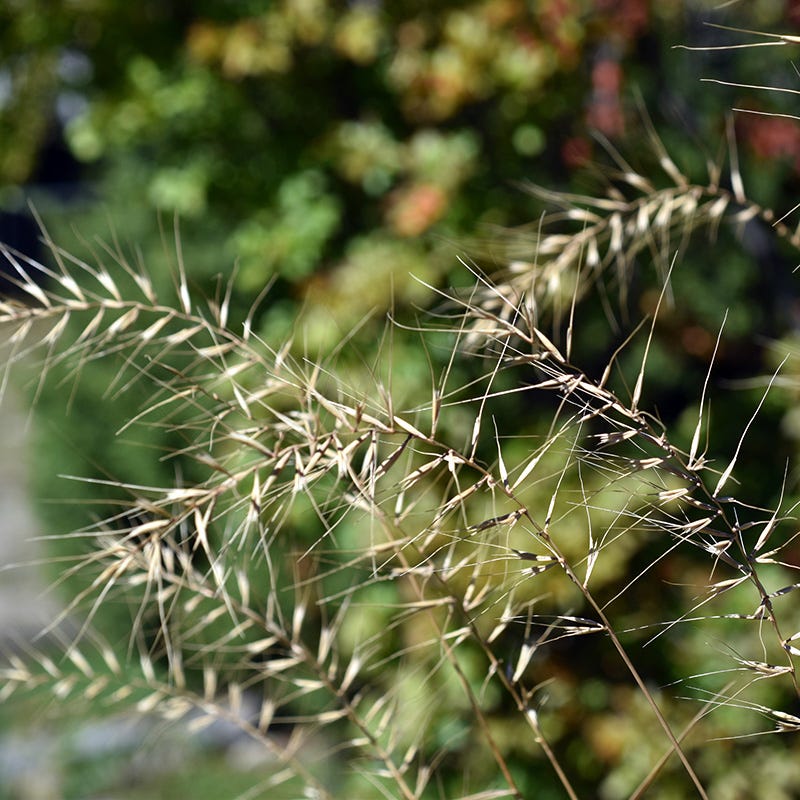 Bottlebrush Grass