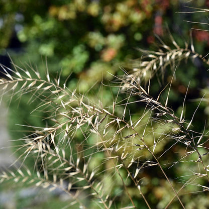 Bottlebrush Grass
