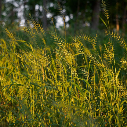 Bottlebrush Grass