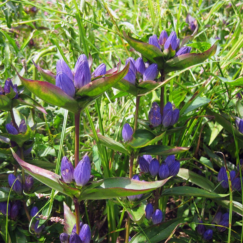 Bottle Gentian Seeds, Gentiana andrewsii