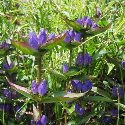 Bottle Gentian Seeds