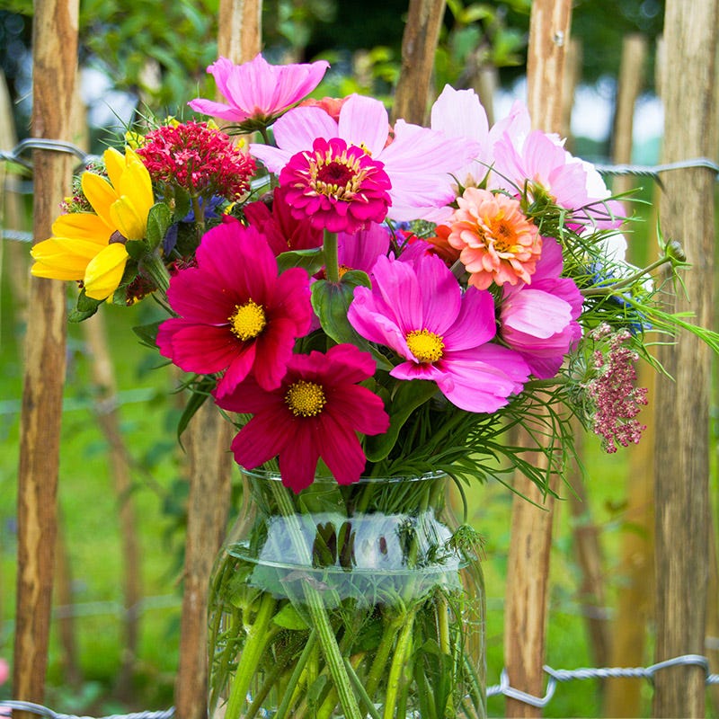 spring mix flower seeds Bouquets For Days Wildflower Seed Mix