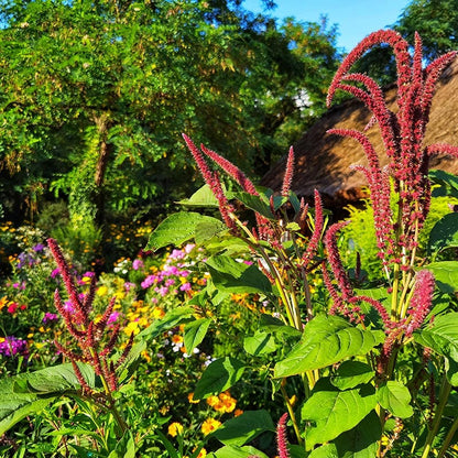 Bouquets For Days Wildflower Seed Mix