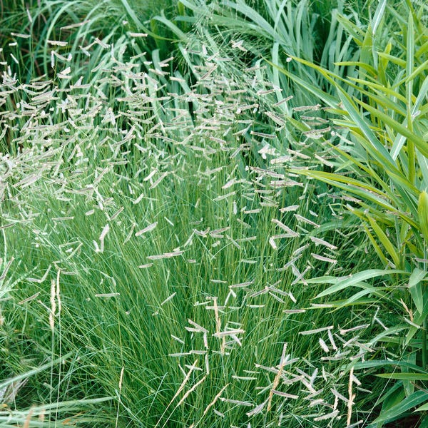 Blue Grama Grass Seeds