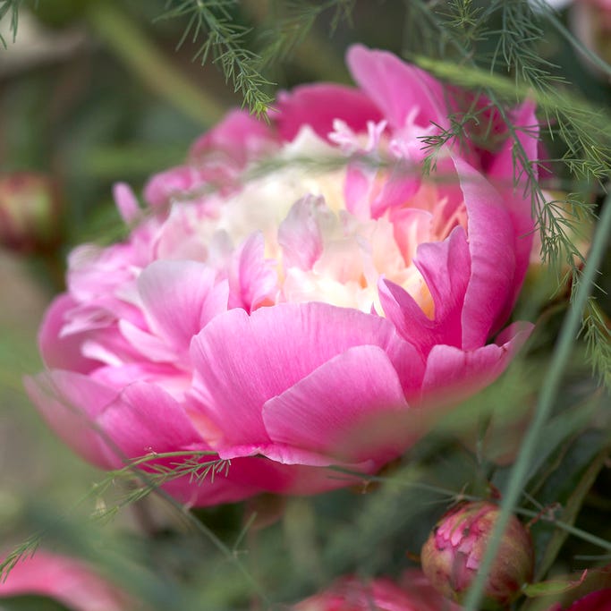 Blushing Cottage Garden Plant Collection