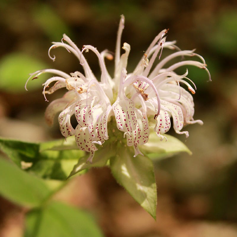 Bradbury's Bee Balm