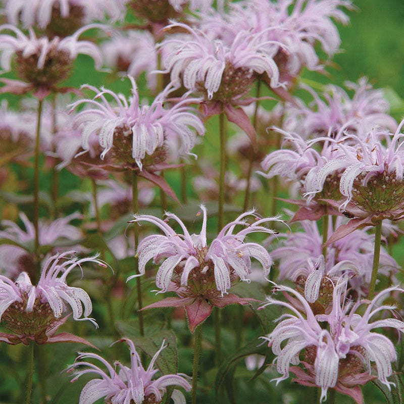 American Meadows Bradbury's Bee Balm - Thumbnail 3