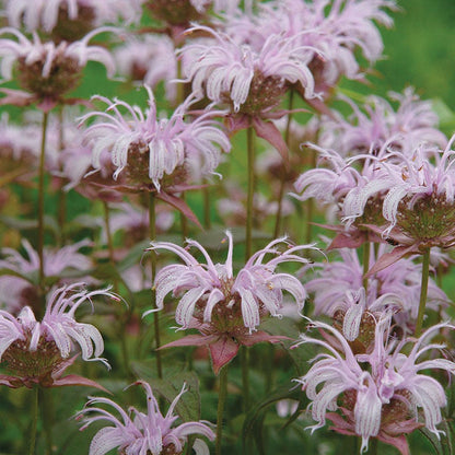 Bradbury's Bee Balm