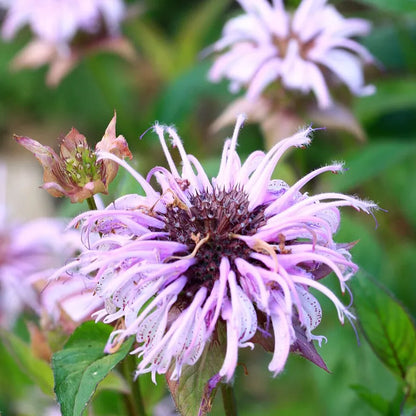 Bradbury's Bee Balm Seeds