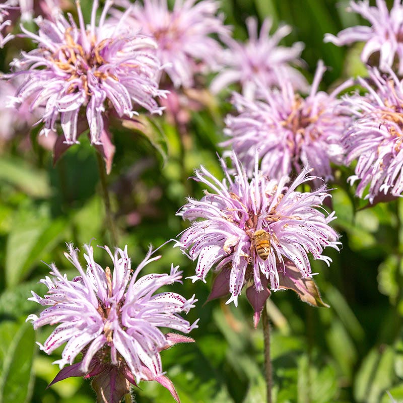 Bradbury's Bee Balm