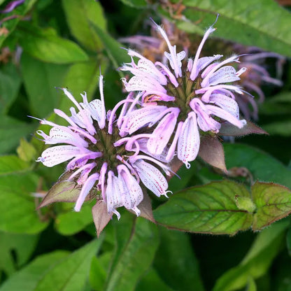 Bradbury's Bee Balm Seeds