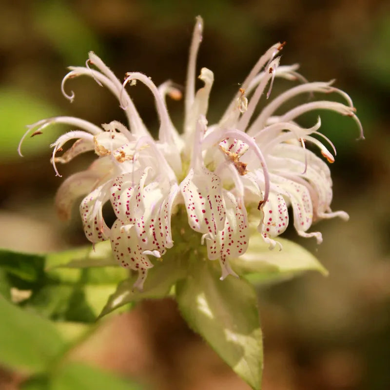 Bradbury's Bee Balm Seeds