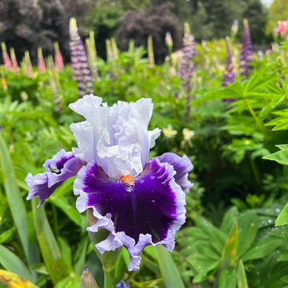 Bravery Bearded Iris