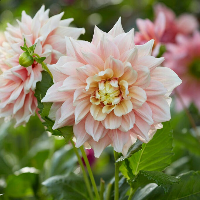 Break Out Decorative Dahlia